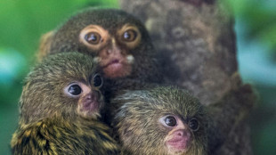 Monkey monikers: Like humans, marmosets give each other names