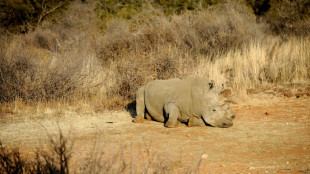 La caza de rinocerontes persiste en Sudáfrica, pero mejora la protección en los parques