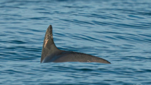 Detectan en México una decena de vaquitas marinas, especie en peligro de extinción 