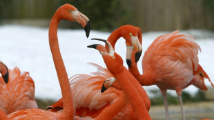 Flamingo massacre: Fox kills dozens of birds at US National Zoo