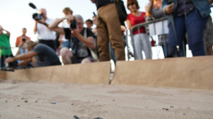 En France, les pontes de tortues marines se multiplient et interrogent les scientifiques