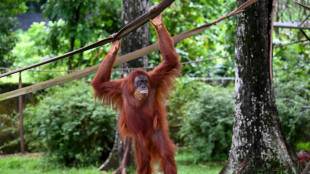 La Malaisie amende sa "diplomatie de l'orang-outan" en laissant les singes dans leur habitat naturel